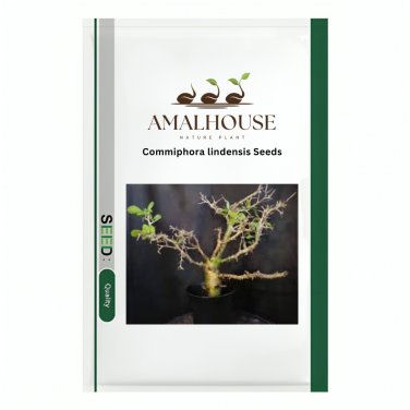 Commiphora lindensis - 2 PCS Seeds