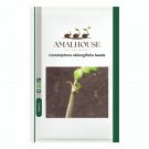 Commiphora oblongifolia - 2 PCS Seeds