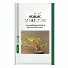 Commiphora orbicularis Potted plants - 2 PCS Seeds