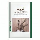 Commiphora rostrata - 2 PCS Seeds