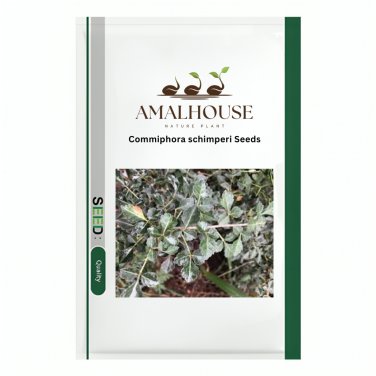Commiphora schimperi - 5 PCS Seeds