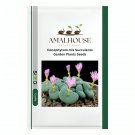 Conophytum mix Succulents Garden Plants - 20 PCS Seeds