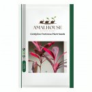 Cordyline Fruticosa Plant - 5 PCS Seeds