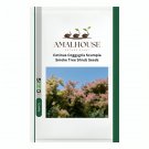 Cotinus Coggygria Scumpia Smoke Tree Shrub - 5 PCS Seeds