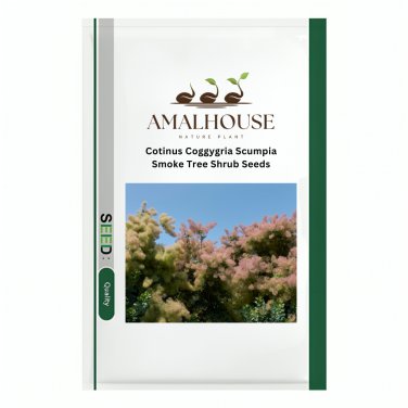 Cotinus Coggygria Scumpia Smoke Tree Shrub - 5 PCS Seeds