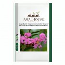 Crape Myrtle Lagerstroemia Indica 'Natchez' Perennial Flowers Bonsai Patio Plants - 100 PCS Seeds