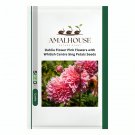 Dahlia Flower Pink Flowers with Whitish Centre Sing Petals - 50 PCS Seeds