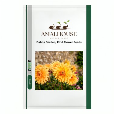 Dahlia Garden Kind Flower - 100 PCS Seeds