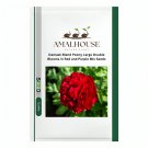 Damask Blend Peony Large Double Blooms in Red and Purple Mix - 20 PCS Seeds