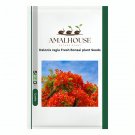 Delonix regia Fresh Bonsai plant - 5 PCS Seeds
