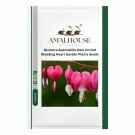Dicentra Spectabilis Rare Orchid Bleeding Heart Garden Plants - 100 PCS Seeds