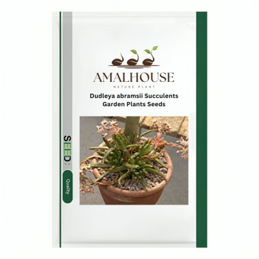 Dudleya abramsii Succulents Garden Plants - 20 PCS Seeds