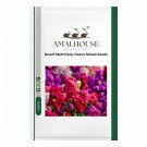 Dwarf Matthiola Incana Mixed - 500 PCS Seeds