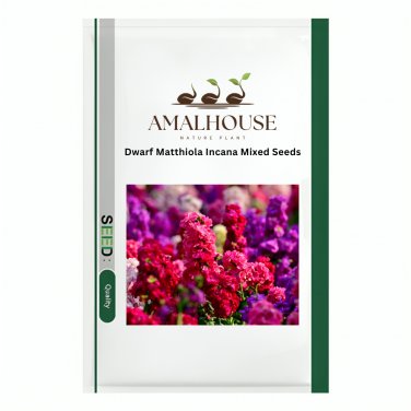 Dwarf Matthiola Incana Mixed - 500 PCS Seeds