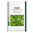 Eed Ilex Glabra - 25 PCS Seeds