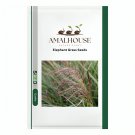 Elephant Grass - 100 PCS Seeds