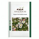 Erigeron Karvinskianus - 200 PCS Seeds