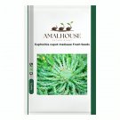 Euphorbia caput-medusae Fresh - 5 PCS Seeds