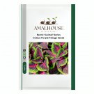 Exotic 'Guimei' Series Coleus Purple Foliage - 100 PCS Seeds