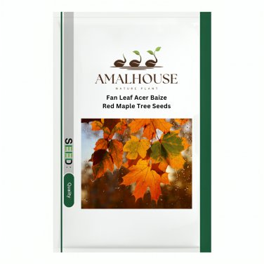 Fan Leaf Acer Baize Red Maple Tree - 25 PCS Seeds
