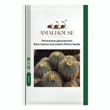 Ferocactus glaucescens Rare Cactus Succulent Plants - 10 PCS Seeds