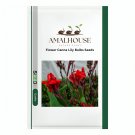 Flower Canna Lily Bulbs - 2 PCS Seeds