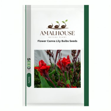 Flower Canna Lily Bulbs - 2 PCS Seeds
