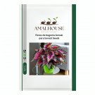 flores de begonia bonsái para bonsái - 200 PCS Seeds