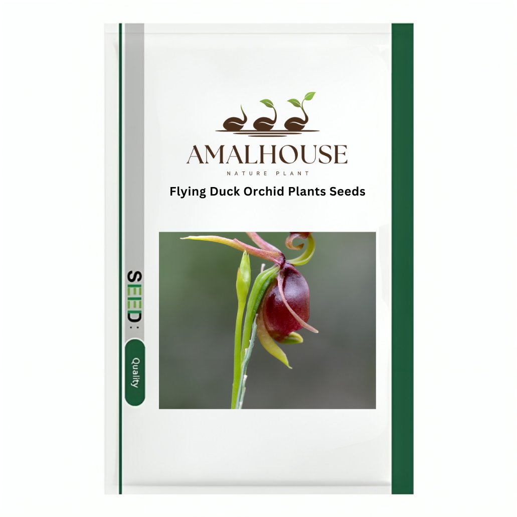 Flying Duck Orchid Plants - 200 PCS Seeds