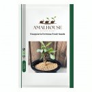 Fouquieria formosa Fresh - 5 PCS Seeds