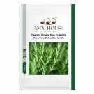 Fragrant Finesse Blue Flowering Rosemary Collection - 50 PCS Seeds