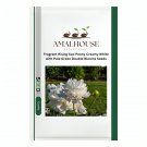 Fragrant Rising Sun Peony Creamy White with Pale Green Double Blooms - 20 PCS Seeds