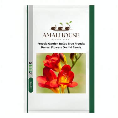 Freesia Garden Bulbs True Freesia Bonsai Flowers Orchid - 100 PCS Seeds