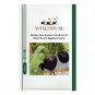 Garden Noir Explore the World of Black Round Eggplant - 50 PCS Seeds
