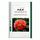 geranium hrizon coral spice - 10 PCS Seeds