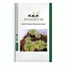 Giant Dionaea Muscipula - 100 PCS Seeds