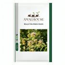 Glycyrrhiza Glabra - 30 PCS Seeds