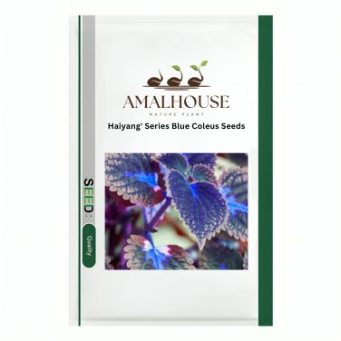 Haiyang' Series Blue Coleus - 100 PCS Seeds