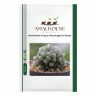 Haworthia Cooperi Boulangerie - 50 PCS Seeds