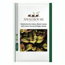 Heishe Series Coleus Black Leaves with Green Serrated Edges - 100 PCS Seeds