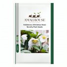 Helleborus (Christmas Rose) Novelty Plant - 100 PCS Seeds