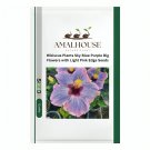 Hibiscus Plants Sky Blue Purple Big Flowers with Light Pink Edge - 200 PCS Seeds