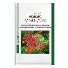 Honeysuckle Vine Plants Naturally Grown Rare Flower Plants Bonsai - 100 PCS Seeds