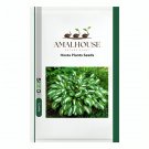Hosta Plants - 100 PCS Seeds
