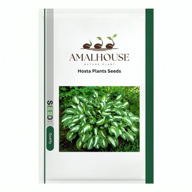 Hosta Plants - 100 PCS Seeds