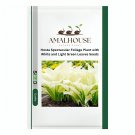 Hosta Spectacular Foliage Plant with White and Light Green Leaves - 150 PCS Seeds