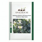 Japanese Hellebore (Christmas Rose) Helleborus Niger - 100 PCS Seeds