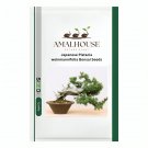 Japanese Pistacia weinmannifolia Bonsai - 50 PCS Seeds