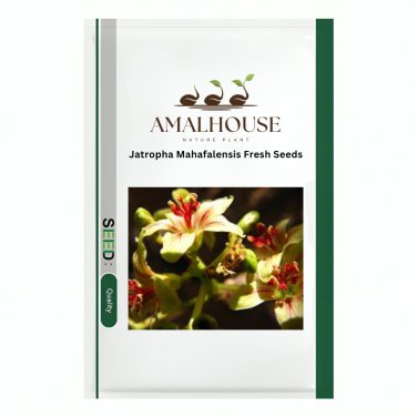 Jatropha Mahafalensis Fresh - 5 PCS Seeds