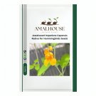 Jewelweed Impatiens Capensis Native for Hummingbirds - 50 PCS Seeds